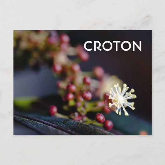 Croton bloem briefkaart (Voorkant)