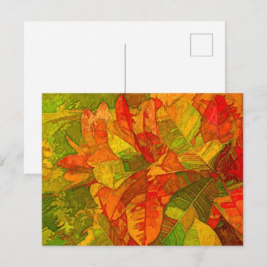 Croton Variegatum Plant Briefkaart (Voorkant / Achterkant)