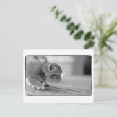 Crouching Kitten Briefkaart (Staand voorkant)
