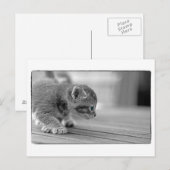 Crouching Kitten Briefkaart (Voorkant / Achterkant)