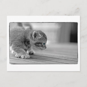 Crouching Kitten Briefkaart