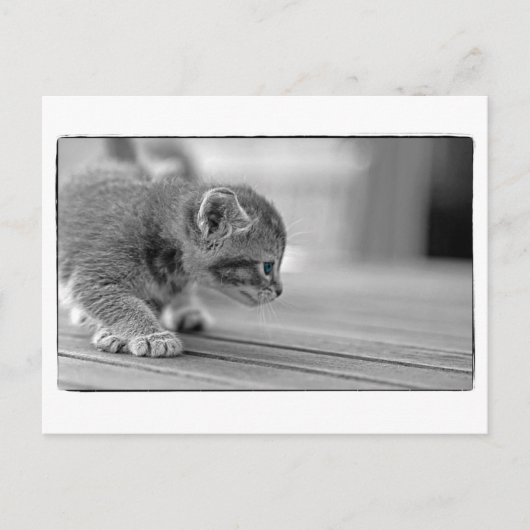 Crouching Kitten Briefkaart (Voorkant)