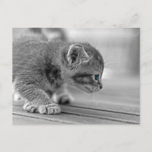 Crouching Kitten Briefkaart