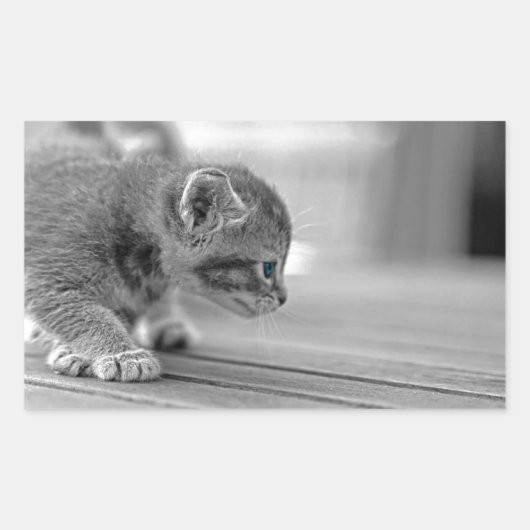 Crouching Kitten Rechthoekige Sticker (Voorkant)