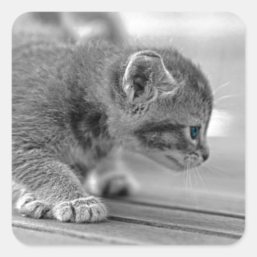 Crouching Kitten Vierkante Sticker (Voorkant)