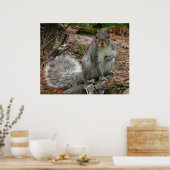 Crouching Squirrel Poster (Keuken)