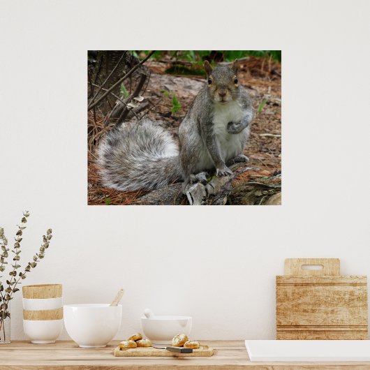 Crouching Squirrel Poster (Keuken)
