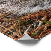 Crouching Squirrel Poster (Hoek)