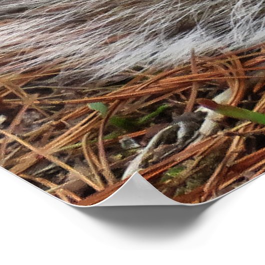 Crouching Squirrel Poster (Hoek)