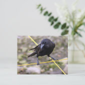 Crow bij Crossroad Briefkaart (Staand voorkant)