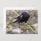Crow bij Crossroad Briefkaart (Voorkant / Achterkant)