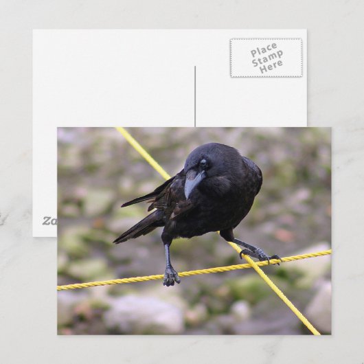 Crow bij Crossroad Briefkaart (Voorkant / Achterkant)