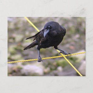 Crow bij Crossroad Briefkaart
