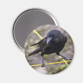 Crow bij Crossroad Magneet (Voorkant / Achterkant)