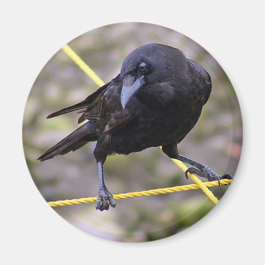 Crow bij Crossroad Magneet (Voorkant)