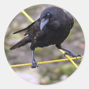Crow bij Crossroad Ronde Sticker