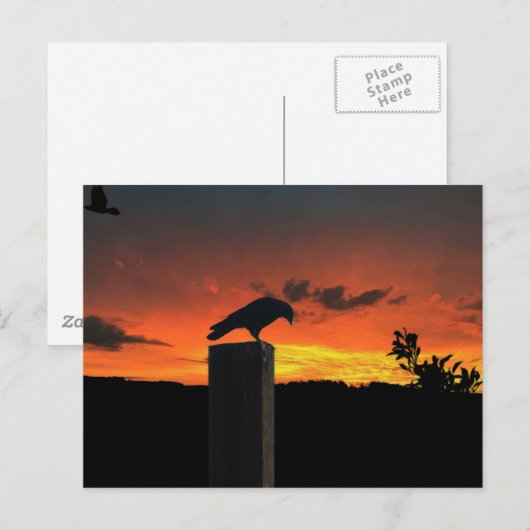 Crow bij Sunset Briefkaart (Voorkant / Achterkant)