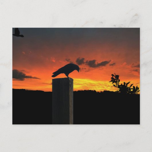 Crow bij Sunset Briefkaart (Voorkant)