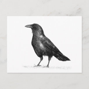 Crow Briefkaart