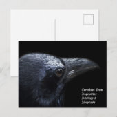 Crow Briefkaart (Voorkant / Achterkant)