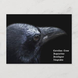 Crow Briefkaart