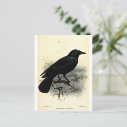 Crow Briefkaart (Staand voorkant)