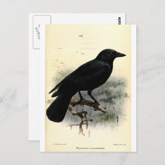 Crow Briefkaart (Voorkant / Achterkant)