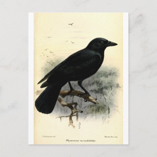 Crow Briefkaart (Voorkant)