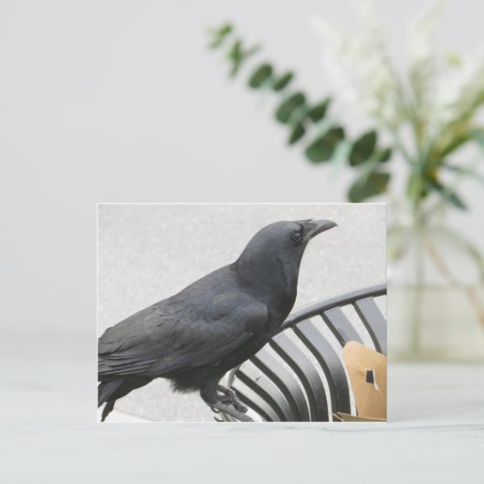 Crow Briefkaart (Staand voorkant)