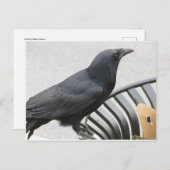 Crow Briefkaart (Voorkant / Achterkant)
