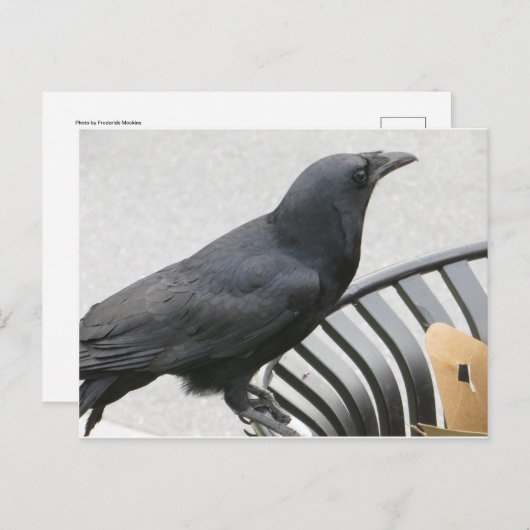 Crow Briefkaart (Voorkant / Achterkant)