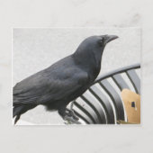 Crow Briefkaart (Voorkant)