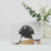 Crow Briefkaart (Staand voorkant)