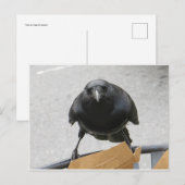 Crow Briefkaart (Voorkant / Achterkant)