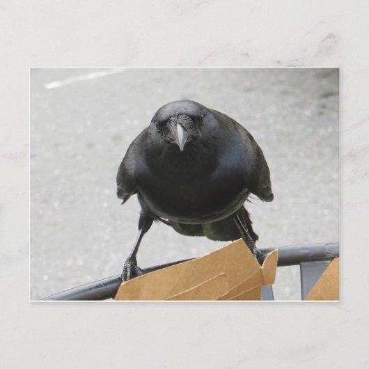 Crow Briefkaart (Voorkant)