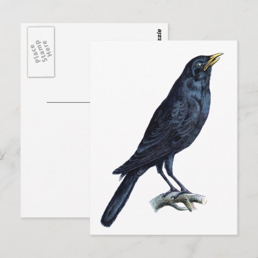 Crow Briefkaart (Voorkant / Achterkant)