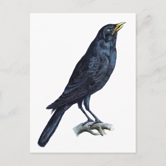 Crow Briefkaart (Voorkant)