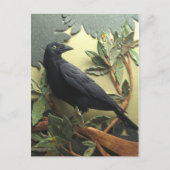 Crow Briefkaart (Voorkant)
