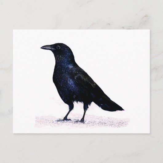 Crow Briefkaart (Voorkant)