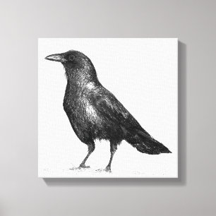 Crow Canvas Afdruk