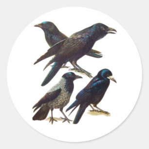 Crow en Raven Collage, Black Birds Ronde Sticker