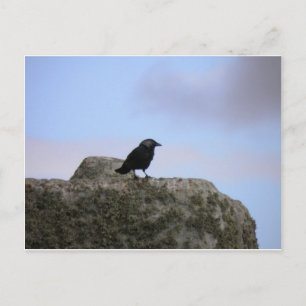 Crow guardian van Stone Henge Briefkaart