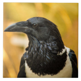 Crow Large (6 x 6 inch) keramische foto's met pit Tegeltje