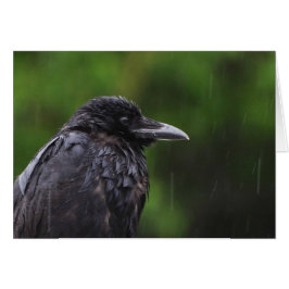 Crow of Raven in de regen