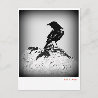 Crow Post Card Briefkaart