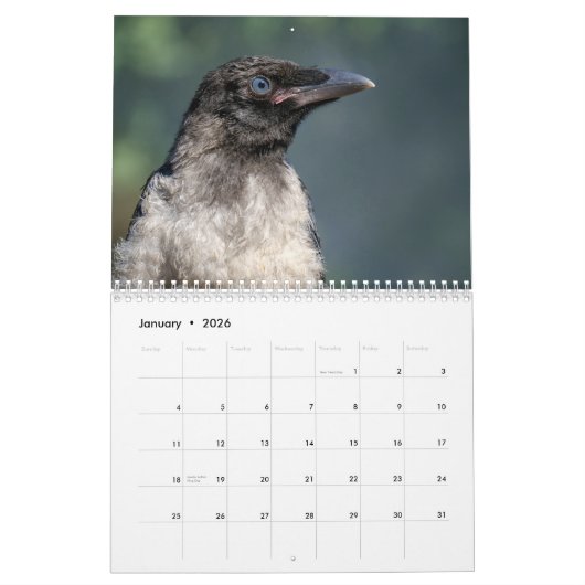 Crow Raven 2025 Kalender (Jan 2026)