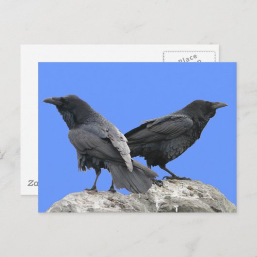 Crow Raven Briefkaart (Voorkant / Achterkant)
