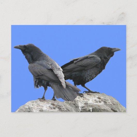 Crow Raven Briefkaart (Voorkant)