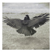 Crow/Raven Poster (Voorkant)