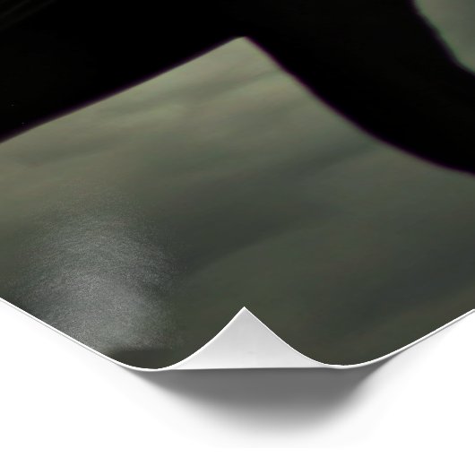 Crow/Raven Poster (Hoek)